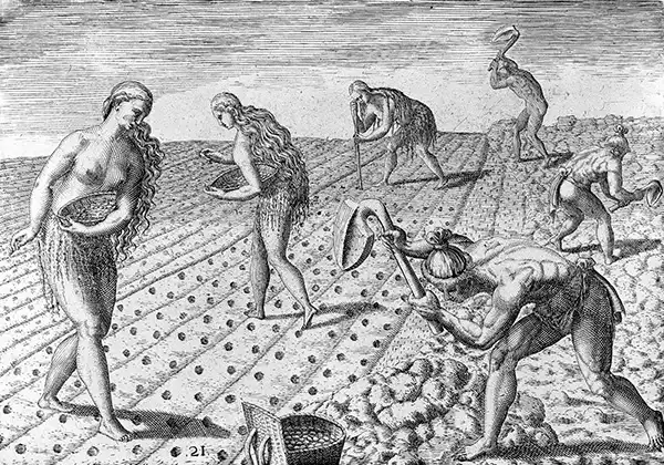 A print by Theodor de Bry depicting native latin americans working half naked in the fields.