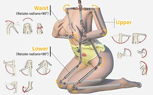 The distribution of EVO metal skeleton inside the doll and its function.